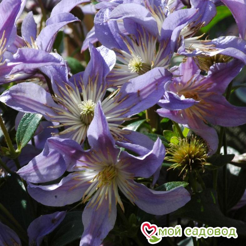 Клематис Блю Ривер ЗКС