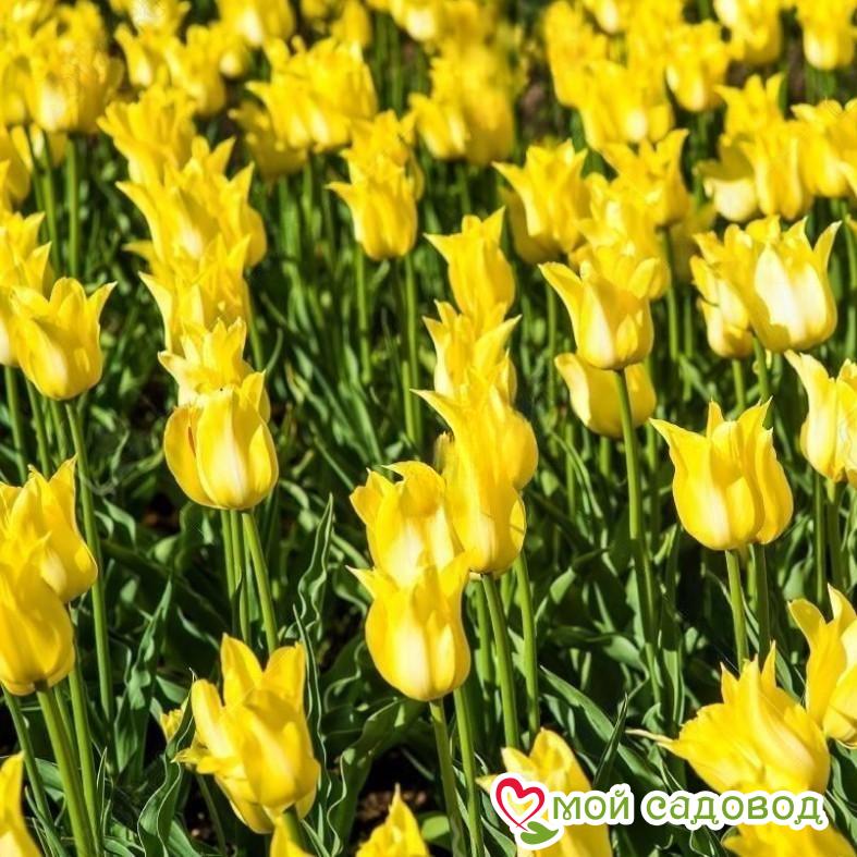 Тюльпан лилиецветный Баллада Голд