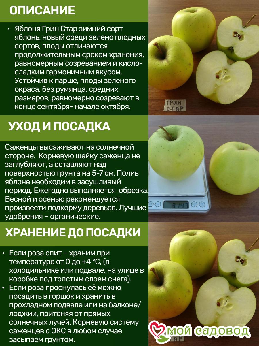 Яблоня Грин Стар