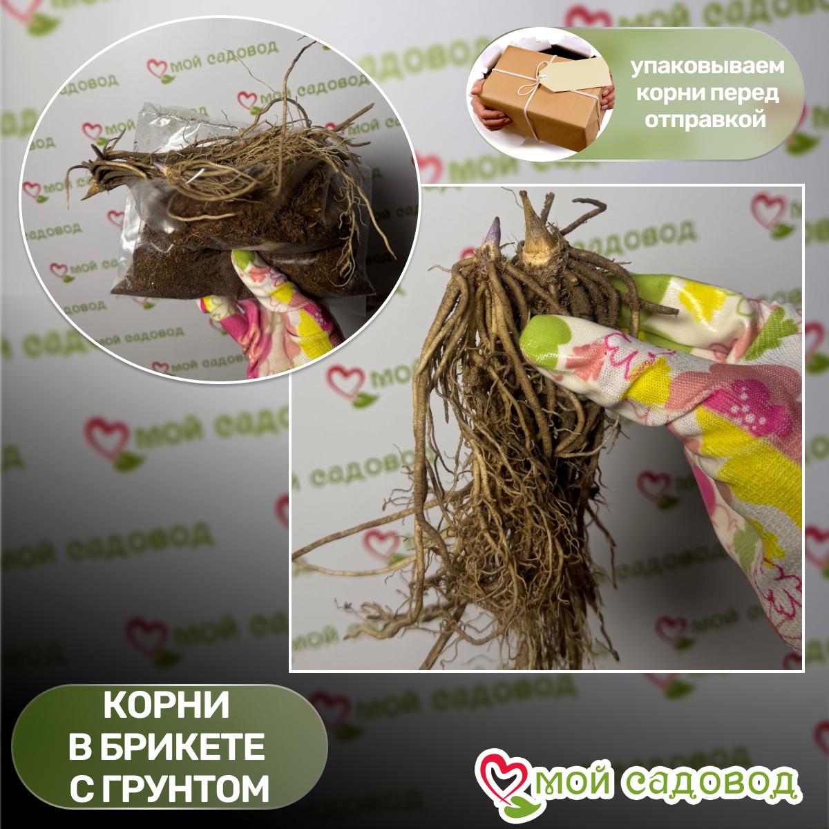 Хоста гибридная Перпл Сенсейшен