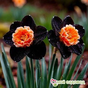 Нарцисс Бисмарк